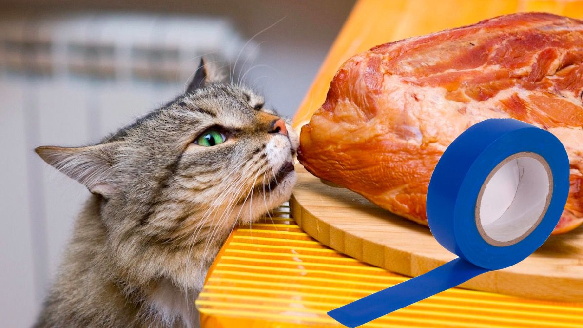 Украсть со стола. Кот ворует еду. Кот ворует еду со стола. Вечно голодный кот. Коты воруют еду.