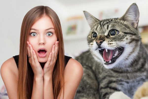 Кошка шипит — от зла защитит: О чём говорят кошачьи странности