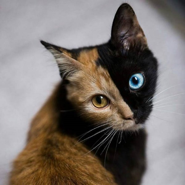 Двойное счастье: Двухцветная кошка принесёт гармонию в дом