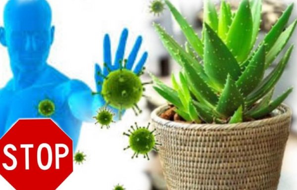 СТОП вирус: Комнатные цветы укрепят иммунитет человека