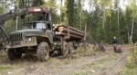 В окрестностях Нижнего Тагила выявлен ряд нарушений лесного законодательства